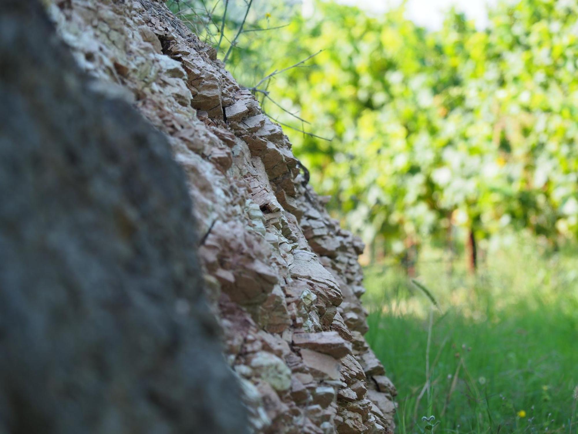 Azienda Agricola Ca' Lunga Cinto Euganeo Bagian luar foto