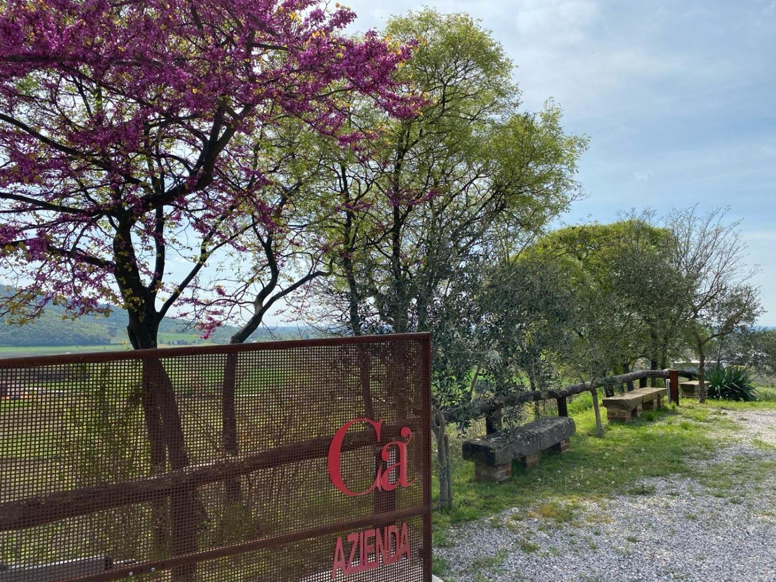 Azienda Agricola Ca' Lunga Cinto Euganeo Bagian luar foto